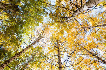 Autumn. Beautiful yellow birch leaves and branches of larch trees on a background of blue clear sky. Natural background. Place to insert text.
