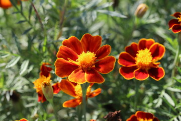 秋の公園に咲くマリーゴールドの花
