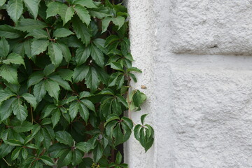 Green Creeper Plant on old building facade. Ivy wall background.