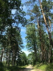 Fototapeta premium trees in the forest