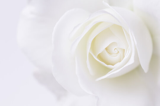 Abstract floral background, white rose flower petals. Macro flowers backdrop for holiday design. Soft focus - Powered by Adobe