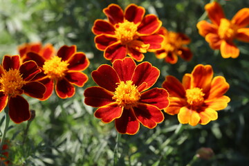 秋の花壇に咲くマリーゴールドの花