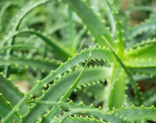 Aloe arborescens green foliage also known as the krantz aloe or candelabra aloe. - obrazy, fototapety, plakaty