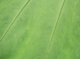 Big green leaf natural background texture