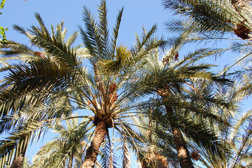 Fototapeta na wymiar palm trees in a tropical location in summer