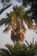 Fototapeta na wymiar palm trees in a tropical location in summer
