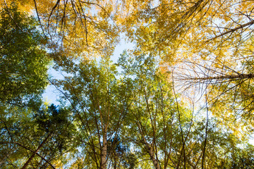 Autumn. Beautiful yellow birch leaves and branches of larch trees on a background of blue clear sky. Natural background. Place to insert text.