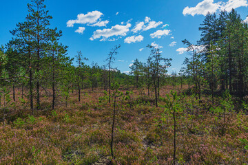 Korel forest with moss and small pines.