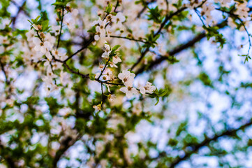 cherry blossom in spring