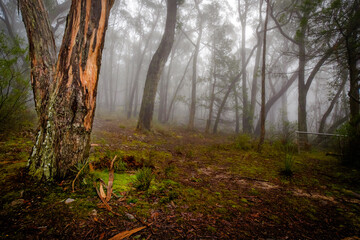 Eucalypts in the Mist