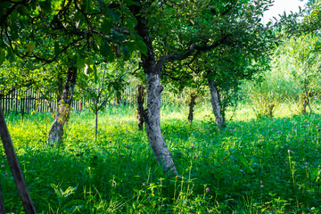 Fototapeta na wymiar apple orchard in the backyard, Valea Plopului, Romania