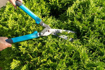Obraz premium Garden shears in female hands cut off the top of the thuja. View from above