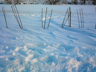 Young frozen plants