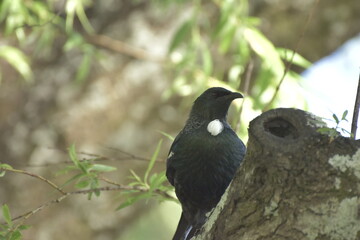 blackbird on a branch