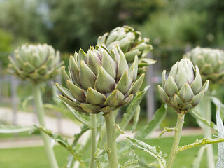 (Cynara scolymus) Têtes d'artichauts comestibles le Gros vert de Laon ou d'Italie à gros fruit...