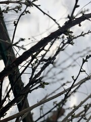 branches of a tree