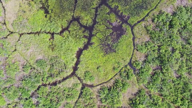 Aerial video of forest boggy lake in the Karakansky pine forest near the shore of the Ob reservoir.