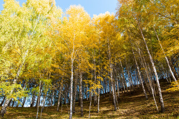 Autumn. Beautiful yellow birch leaves and branches of larch trees on a background of blue clear sky. Natural background. Place to insert text.