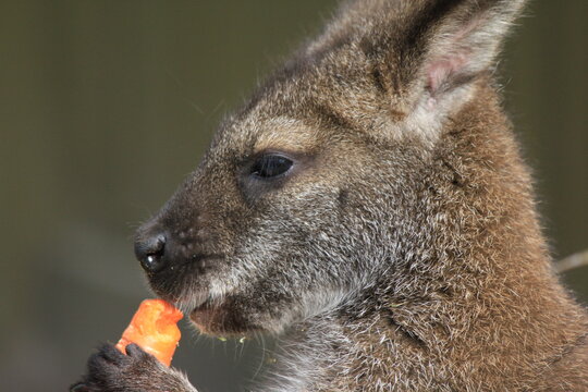 Wallaby Eating Carrot, Australia