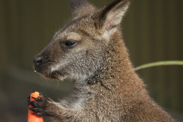 wallaby eating carrot, Australia © Sarah