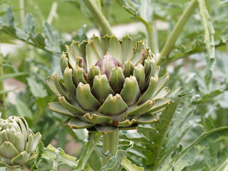 (Cynara scolymus) Artichaut 'Gros vert de Laon ' ou 'Tête de chat', gros fruit vert bordé de...