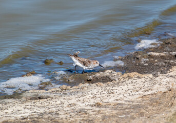 Western Sad Piper at the seashore