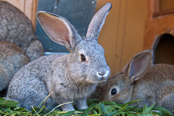 Home rabbit, animal