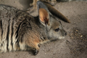 baby wallaby drinking from mother in Australia