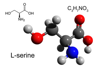 Chemical formula, structural formula and 3D ball-and-stick model of L-serine, an essential amino acid, white background
