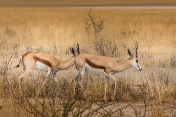 Springboks in the savannah in the dry season Etosha, Namibia