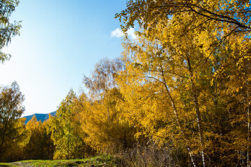 Autumn. Beautiful yellow birch leaves and branches of larch trees on a background of blue clear sky. Natural background. Place to insert text.