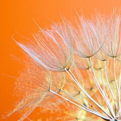 seeds of goatbreeder close-up