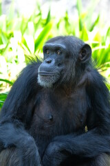 close up adult chimpanzee (Pan troglodytes) with blurry background