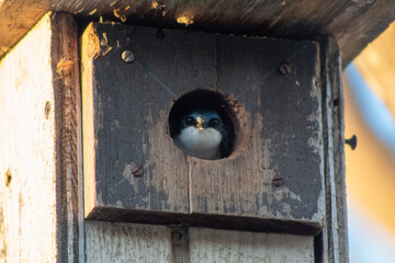 A tree swallow resting at home