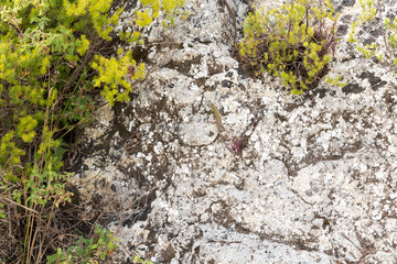 Lizard on the rock