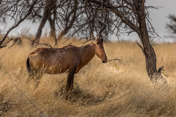 Naklejka na ściany i meble Red hart Beast (Alcelaphus buselaphus caama) under a tree in the savannah, Etosha national park, Namibia