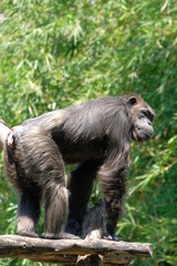 adult chimpanzee stand on tree