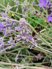 bee on lavender