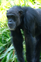 close up adult chimpanzee walking with blurry background
