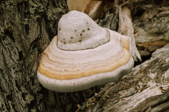 Closeup of fomes fomentarius mushrooms on the bark of an old tree