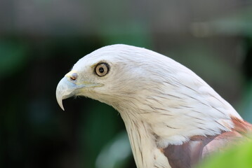brahminy kite (Haliastur indus), formerly known as the red backed sea eagle or elang bondol