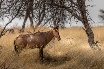 Obraz na płótnie Canvas Red hart Beast (Alcelaphus buselaphus caama) under a tree in the savannah, Etosha national park, Namibia