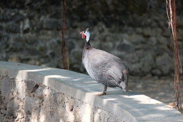 Guineafowl or pet speckled hens, also known as original fowl. Are birds of the family Numididae