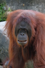 Naklejka premium details of orangutan borneo face expression while walking