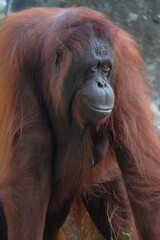 close details orang utan borneo walking on the ground © adipurnatama