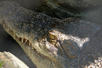 close up details of crocodile head and eyes