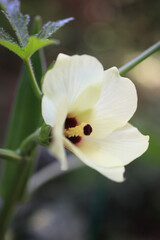 Fototapeta premium オクラの花