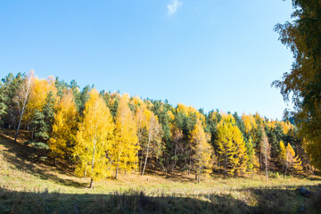 Autumn landscape. Beautiful birch trees. Walk in the birch forest. Natural background. Place to insert text.