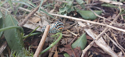 snail on a leaf