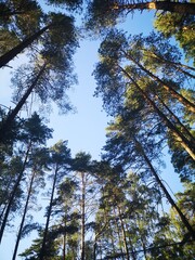 trees in the woods